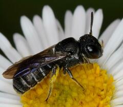 Ceratina