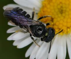 Ceratina