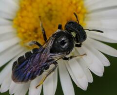 Ceratina