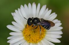 Ceratina