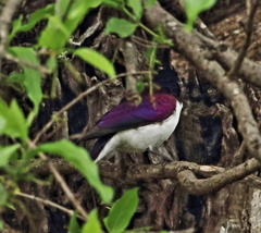 Cinnyricinclus leucogaster