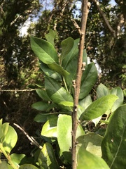 Laurus azorica