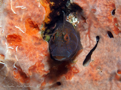Parablennius marmoreus