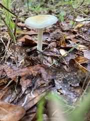 Amanita gioiosa