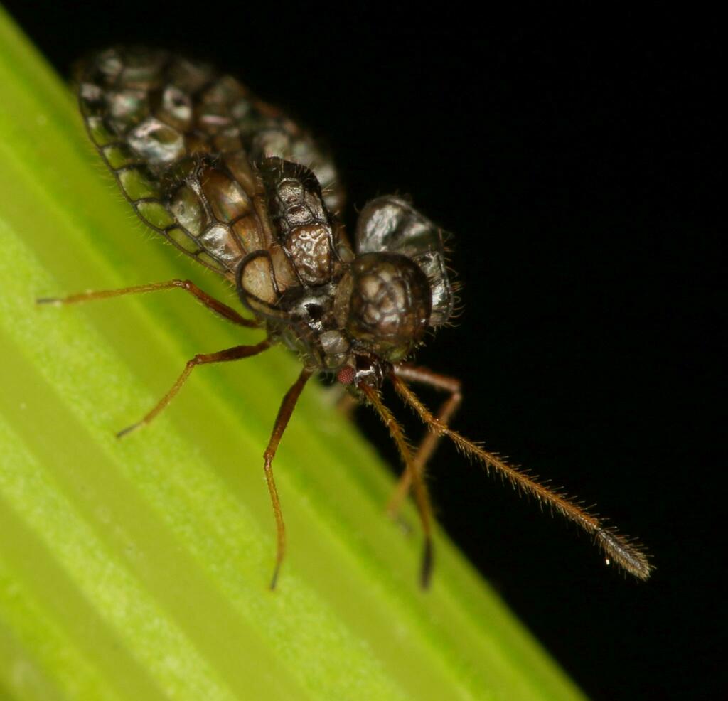 Habrochila africana