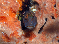 Parablennius marmoreus