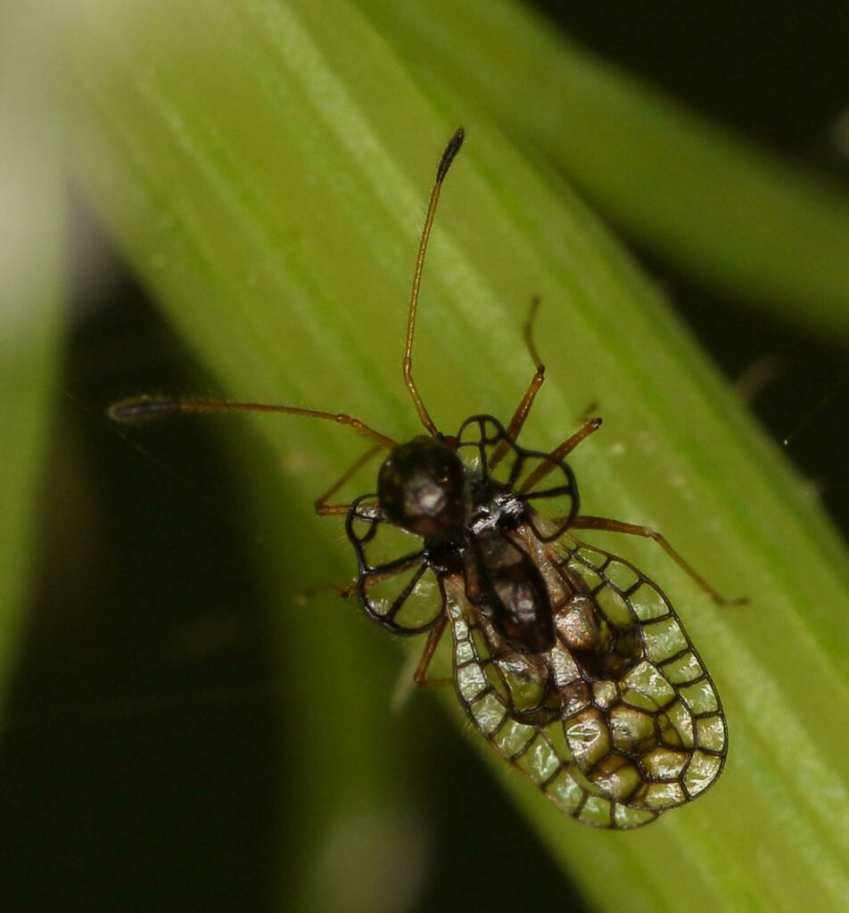 Habrochila