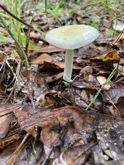 Amanita gioiosa