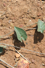 Ipomoea crassipes