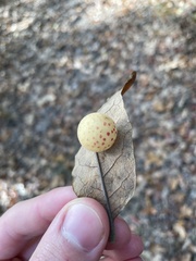 Atrusca quercuscentricola