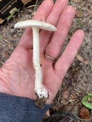 Amanita gioiosa