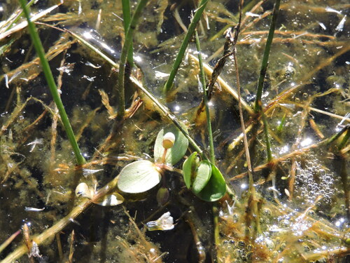 Image of Bacopa rotundifolia by (c) Favian Flores Medina, some rights reserved (CC BY)
