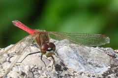 Sympetrum depressiusculum