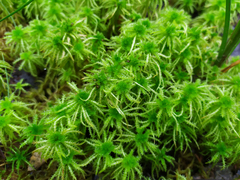 Sphagnum squarrosum
