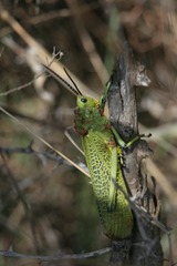 Phymateus viridipes
