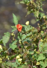 Pentapetes phoenicea