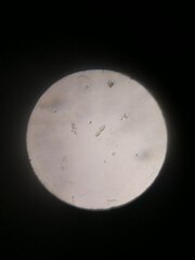 Paramecium