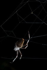 Eriophora nephiloides