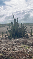 Cereeae