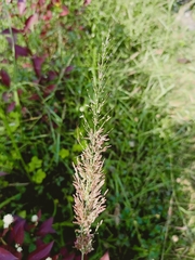 Eragrostis amabilis
