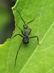 Myrmhopla