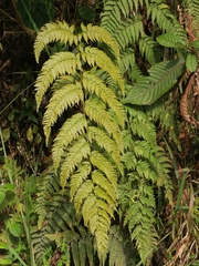 Macrothelypteris torresiana