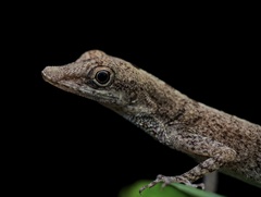 Anolis