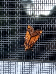 Papaipema leucostigma