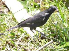 Bubalornis albirostris