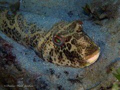 Sphoeroides testudineus