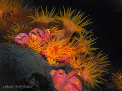 Tubastraea coccinea