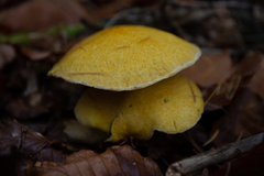 Suillus variegatus