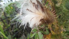 Gomphocarpus physocarpus