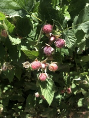 Rubus leucodermis