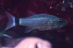 Cheilodipterus lachneri