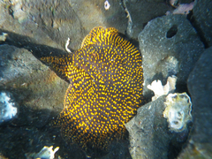 Heliaster cumingi