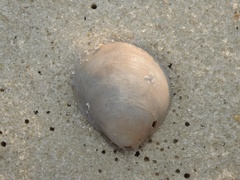 Laevicardium serratum