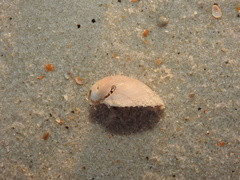 Laevicardium serratum