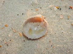 Laevicardium serratum