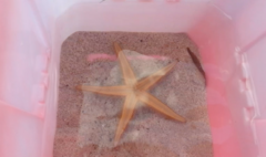 Astropecten bispinosus