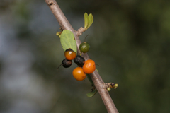 Ehretia rigida