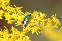 Chrysidinae