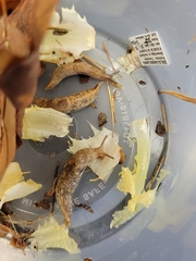 Deroceras reticulatum