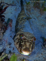 Sphoeroides testudineus