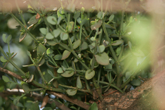 Ehretia rigida
