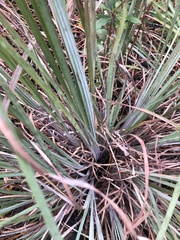 Andropogon cretaceus