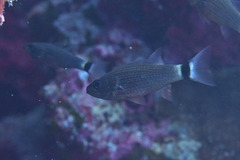 Cheilodipterus lachneri