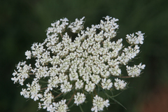 Daucus