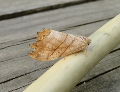 Drepana bilineata