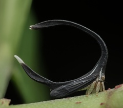 Falculifera